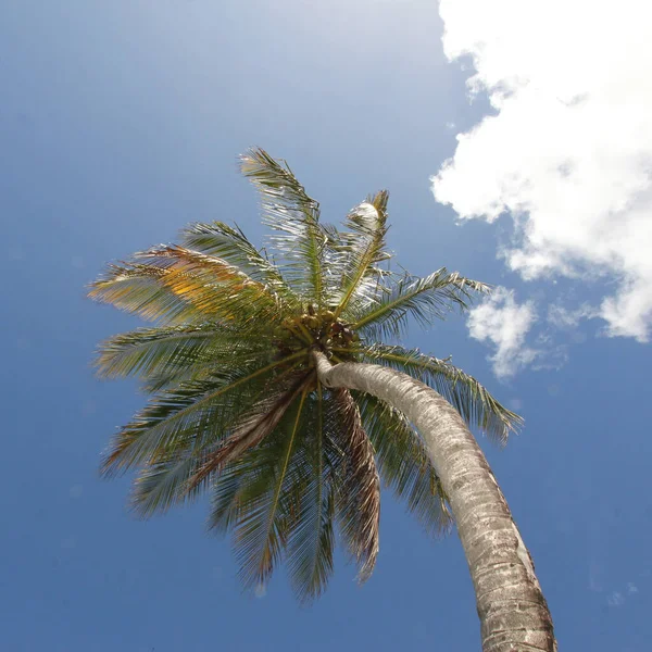 Low Angle Shot Curved Palm Tree Clear Sky Background — Stock Photo, Image