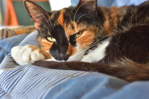 Eine Nahaufnahme Einer Entzückenden Flauschigen Bunten Katze Die Auf Dem — Stockfoto