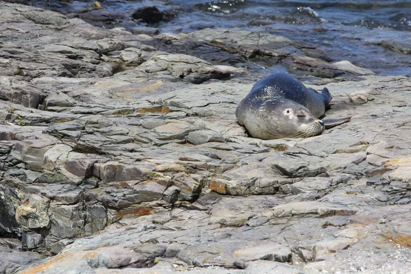 Jan 1970 View Seal Resting Stone Sea Bar Harbor Maine — Stock Photo, Image