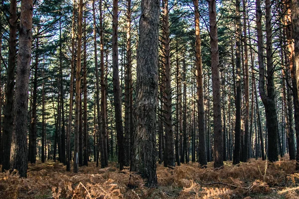 Крупним Планом Знімок Вирощування Дерев Лісі Вдень — стокове фото