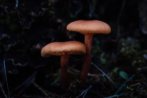 Primo Piano Funghi Che Crescono Nella Foresta — Foto Stock