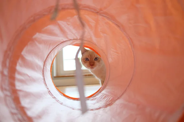 Eine Süße Katze Schaut Einen Katzentunnel — Stockfoto