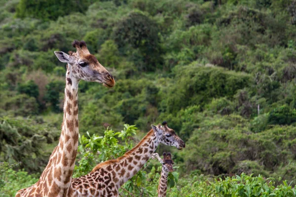 Gros Plan Girafes Dans Parc National Tarangire Tanzanie — Photo