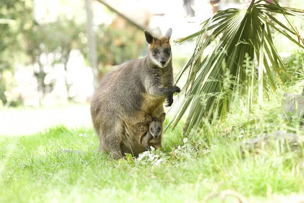 Fascinante Disparo Adorable Canguro Wallaby Con Bebé Bolsa —  Fotos de Stock