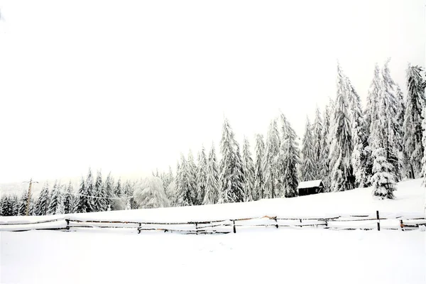 Una Vista Panorámica Desde Bosque Abeto Invierno — Foto de Stock
