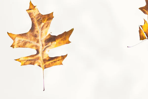 Gros Plan Feuilles Chêne Noir Séchées Sous Les Lumières Isolées — Photo