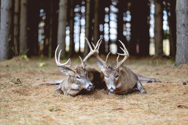 Selective Focus Shot Antlers — Stock Photo, Image