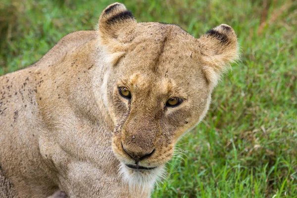 Ένα Κοντινό Πλάνο Μιας Λέαινας Στον Κρατήρα Ngorongoro Τανζανία — Φωτογραφία Αρχείου