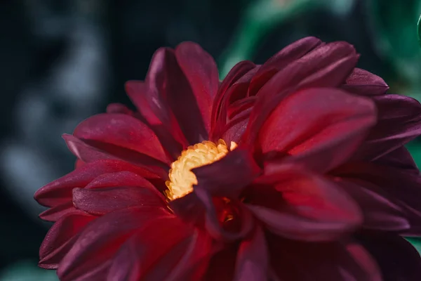 Una Macro Toma Una Flor Dalia Roja Sobre Fondo Borroso — Foto de Stock