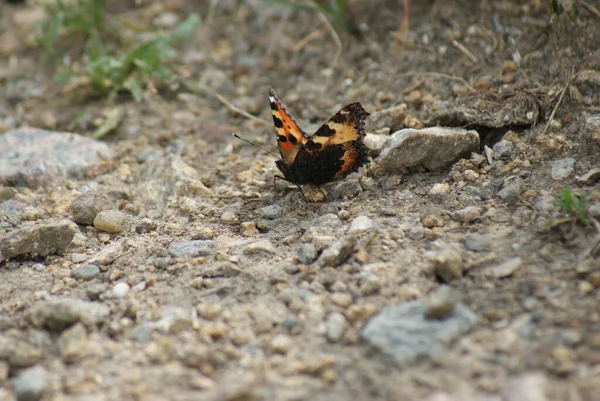 Ένα Κοντινό Πλάνο Μιας Πεταλούδας Στο Έδαφος — Φωτογραφία Αρχείου