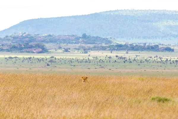 Närbild Bild Lejon Gömmer Sig Gräset Serengeti National Park Tanzania — Stockfoto