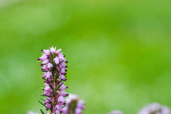 Tarlada Kenevir Çiçeklerinin Yakın Plan Çekimi — Stok fotoğraf