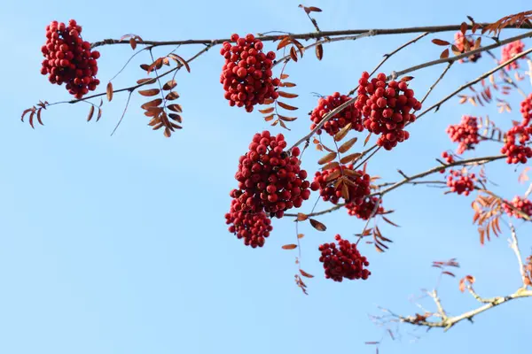 ローワンの木の枝に赤いローワンの果実のクローズアップ — ストック写真