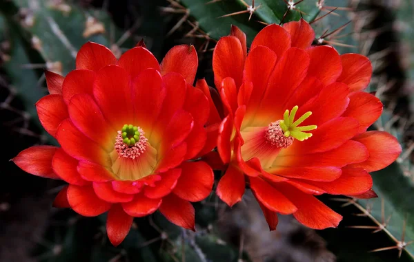 Eine Nahaufnahme Von Königsbecher Weinbecher Und Mojave Kaktusblüten — Stockfoto