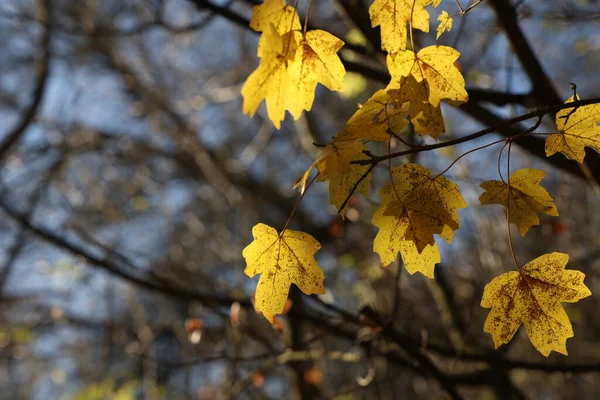 黄秋树叶在树枝上的选择性集中拍摄 — 图库照片