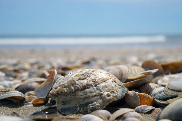 Closeup Variety Seashells Lying Sand Beach Sunny Day — Stock Photo, Image