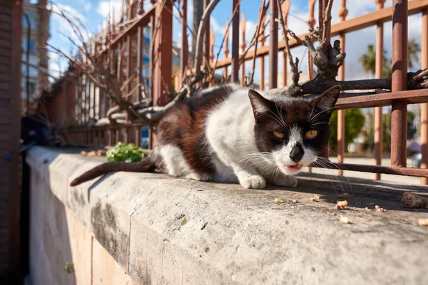 好奇心旺盛な表情で愛らしい猫の選択的フォーカスショット — ストック写真