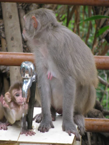 Sebuah Potret Closeup Dari Seorang Ibu Monyet Dengan Bayinya Minum — Stok Foto