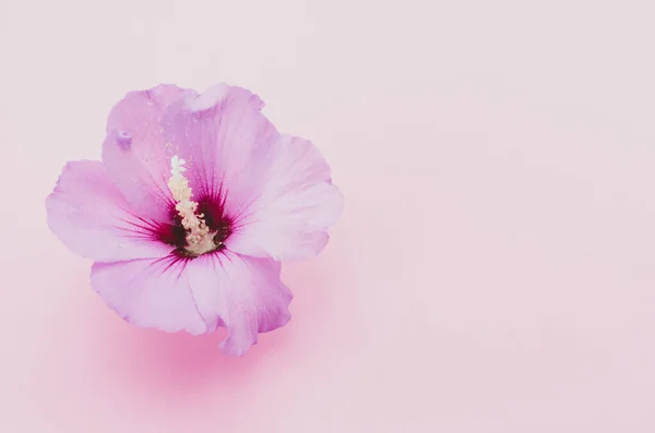 Horní Pohled Rozkvět Ibišku Izolovaný Růžovém Povrchu — Stock fotografie