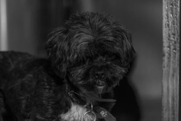 Ένα Κοντινό Πλάνο Ενός Χαριτωμένου Μαύρου Σκύλου Που Κοιτάζει Έξω — Φωτογραφία Αρχείου