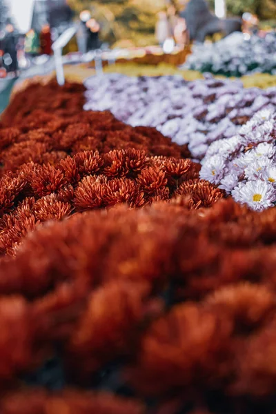 Een Selectieve Focus Shot Van Mooie Chrysant Bloemen Tuin — Stockfoto
