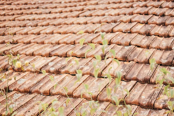 Nahaufnahme Eines Strukturierten Daches Mit Pflanzen Der Nähe — Stockfoto