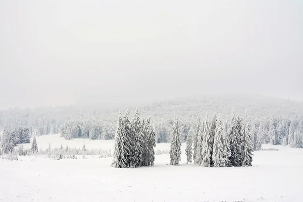 Kış Köknar Ormanından Manzaralı Bir Manzara — Stok fotoğraf