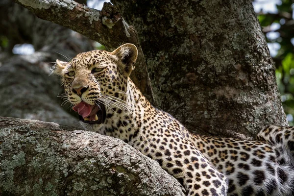 Een Close Shot Van Een Luipaard Rustend Jacht Serengeti National — Stockfoto