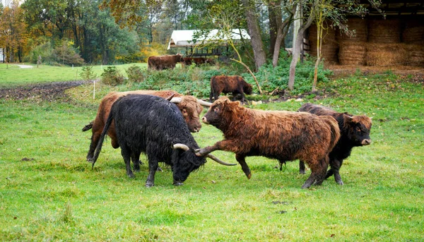 Bestiame Che Combatte Campo Erba — Foto Stock