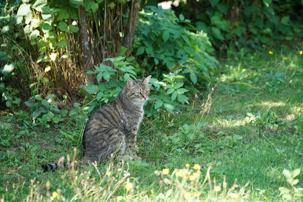 Eine Grau Gestreifte Katze Schaut Mit Ernstem Gesichtsausdruck Einen Garten — Stockfoto