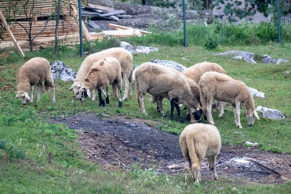 羊の群れが畑で放牧されている — ストック写真