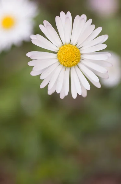 庭で新鮮なカモミールの花の垂直ショット — ストック写真