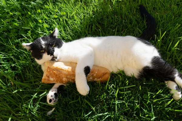 Nahaufnahme Einer Entzückenden Katze Mit Baguette Die Auf Dem Grünen — Stockfoto