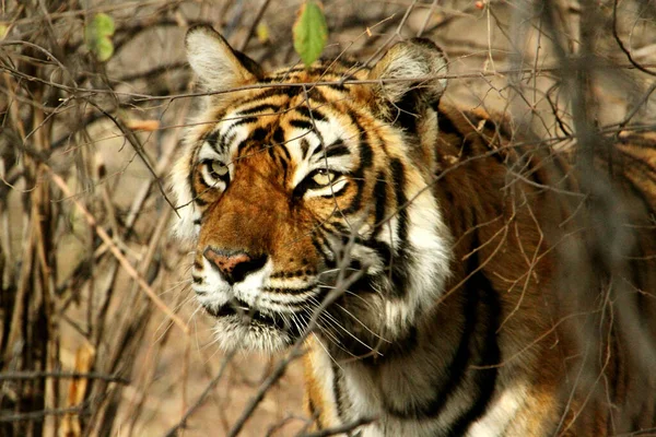 Eine Selektive Fokusaufnahme Eines Tigers Der Sich Hinter Den Ästen — Stockfoto