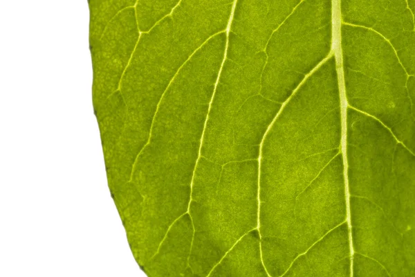 Tiro Close Uma Textura Folha Verde — Fotografia de Stock