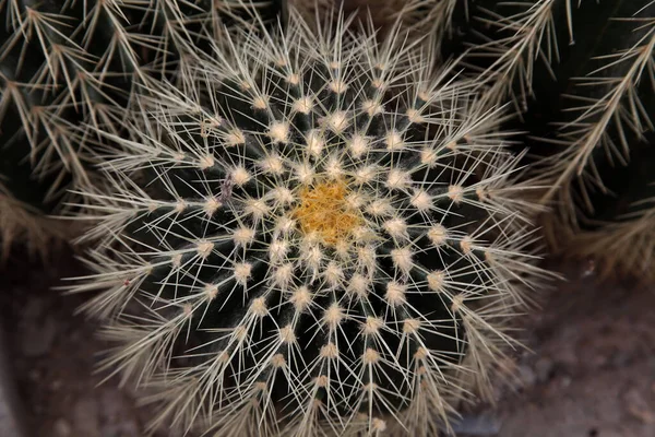 Närbild Gyllene Fat Kaktus Öken Trädgård — Stockfoto