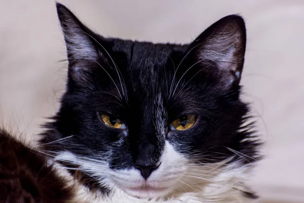 Μια Κοντινή Φωτογραφία Μιας Μαύρης Γάτας Άγριο Βλέμμα — Φωτογραφία Αρχείου