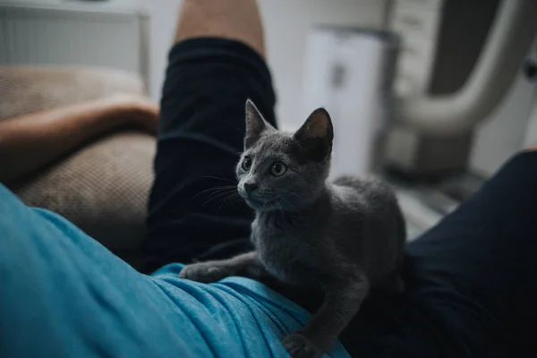 Primo Piano Grazioso Piccolo Gatto Grigio Sdraiato Ragazzo Con Pantaloncini — Foto Stock