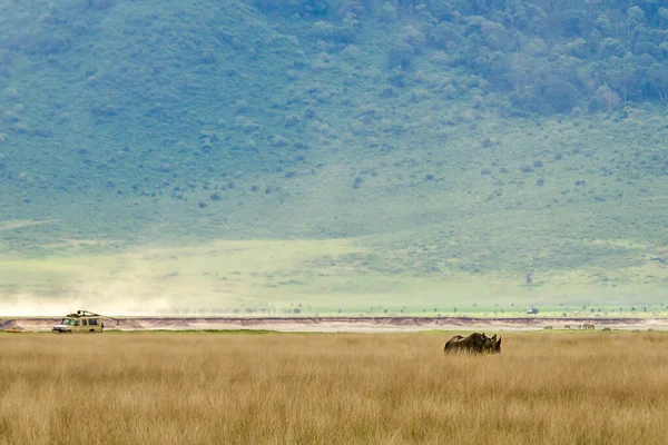 Ngorongoro Ulusal Parkı Kraterindeki Siyah Gergedanın Yakın Plan Fotoğrafı — Stok fotoğraf