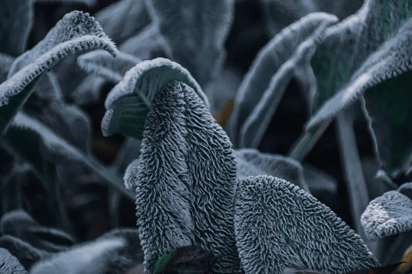 一帧被霜冻覆盖的绿色植物特写 — 图库照片