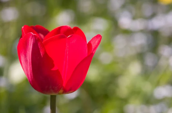 Close Flor Tulipa Vermelha Com Fundo Bokeh — Fotografia de Stock