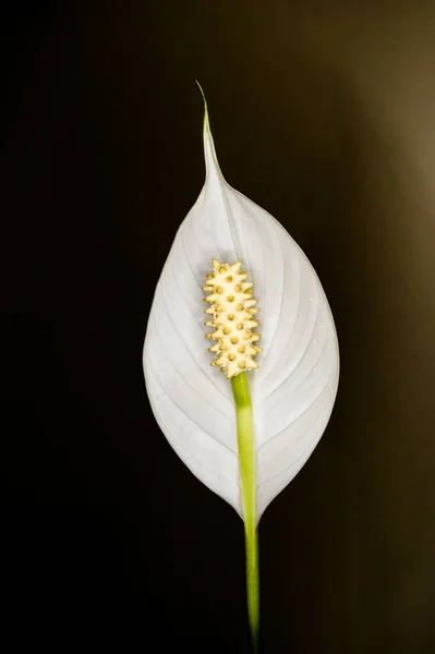 Eine Makroaufnahme Der Weißen Spathiphyllum Blume Isoliert Auf Schwarzem Hintergrund — Stockfoto