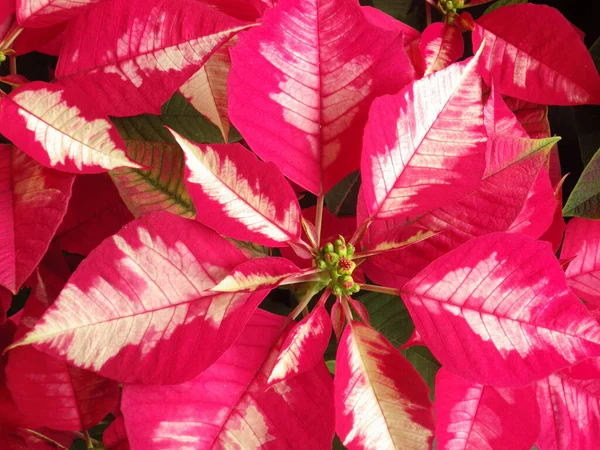 Closeup Poinsettia Flowers Commercially Important Plant Species Diverse Spurge Family — Stock Photo, Image