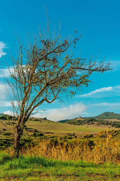 Een Verticaal Shot Van Een Herfst Boom Wilde Natuur — Stockfoto