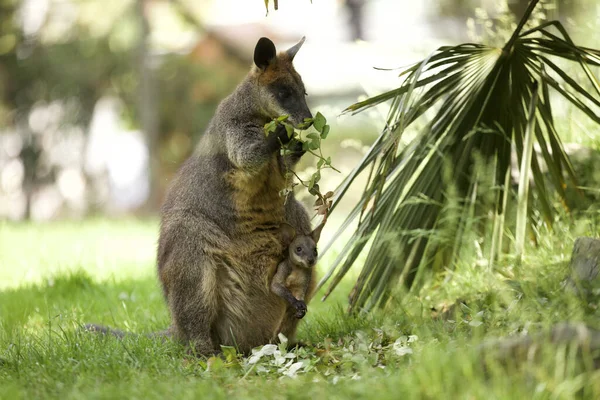 Kesesinde Bebek Olan Sevimli Bir Kangurunun Büyüleyici Görüntüsü — Stok fotoğraf