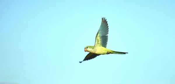Gökyüzünde Uçan Renkli Bir Papağanın Alçak Açılı Görüntüsü — Stok fotoğraf