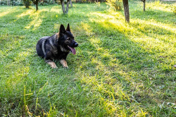 新鮮な公園の芝生の上に横たわるかわいい純血種の黒いドイツの羊飼いの犬の目のレベルのショット — ストック写真