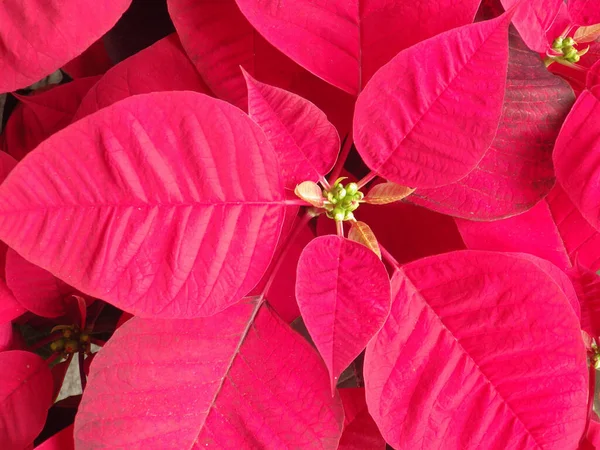 Close Flores Poinsettia Espécies Plantas Comercialmente Importantes Família Spurge Diversificada — Fotografia de Stock