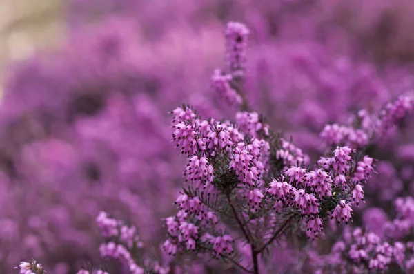 フィールド内のヘザーの花の選択的なフォーカスショット — ストック写真