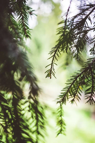 Primo Piano Verticale Rami Albero Ricoperti Foglie Ago — Foto Stock